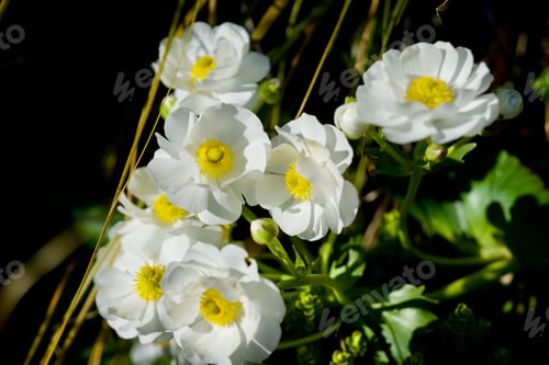 Preview: Closeup of delicate Ranunculus lyallii flowers growing in a garden surrounded by lush leaves