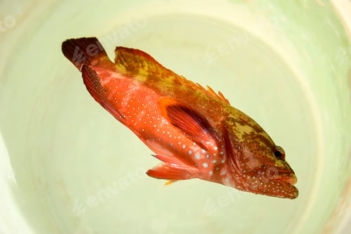 Preview: One fresh beautiful sea fish caught on fishing rod in plastic bucket. Fishing on Red Sea.