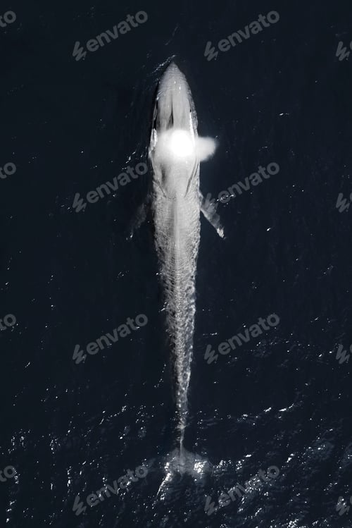 Preview: Aerial top shot of a gorgeous blue whale on the surface-emitting water
