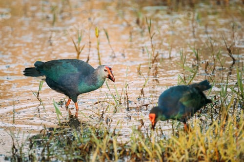 Preview: Goa, India. Two Grey-headed Swamphen Birds In Morning Looking For Food In Swamp. Porphyrio