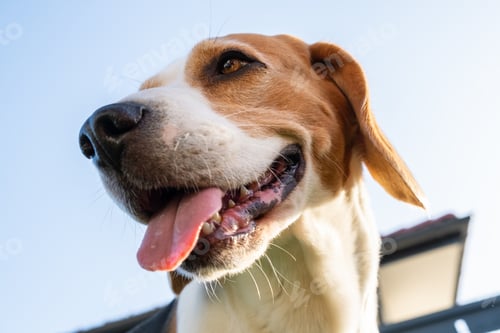 Preview: Closeup of Beagle dog head, 6 years old, looking away with tongue out in summer heat against blue