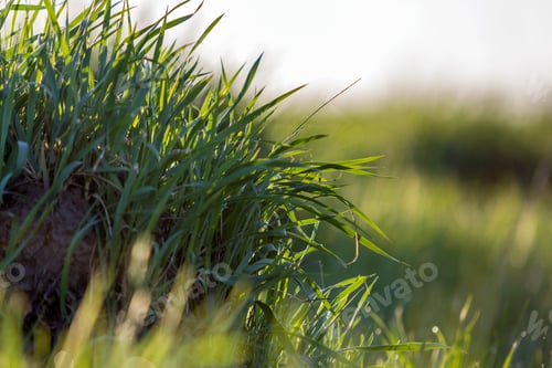 Preview: Close up macro abstract picture of lit by sun bright fresh clean light green grass