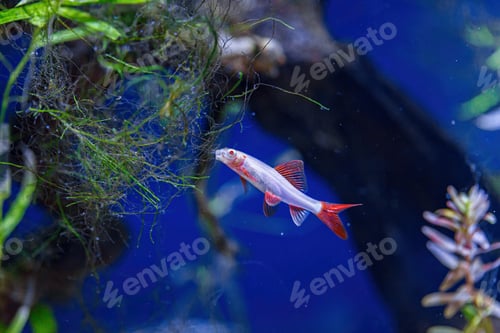 Preview: Underwater shot of a fish labeo frenatus glofish
