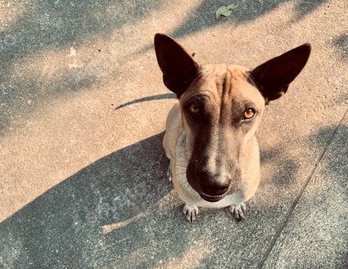 Preview: Do you want to play with me?
Dog looking at the camera.