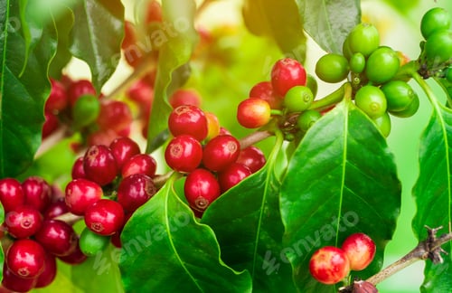Preview: Coffee beans ripening on tree in North of thailand