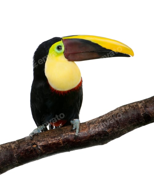 Preview: Chestnut-mandibled Toucan - Ramphastos swainsonii (3 years)
