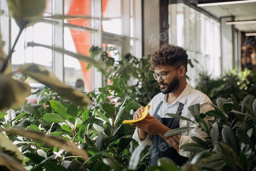 Preview: Florist caring for green plants in a flower shop
