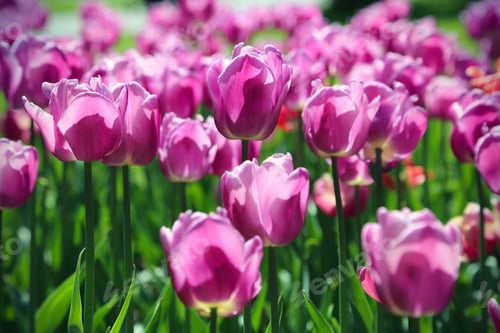 Preview: Beautiful bright tulips