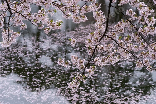 Preview: Beautiful cherry blossom flower in Japan