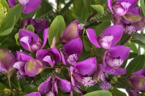 Preview: Polygala myrtifolia in studio