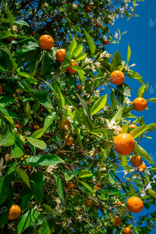 Preview: clementines ripening on tree against blue sky. Tangerine tree. Oranges on a citrus tree