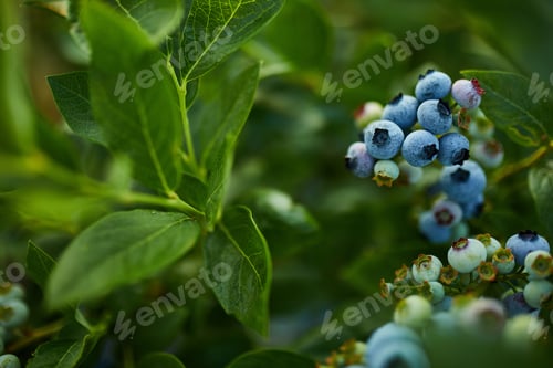 Preview: Blueberry bush on sunset, organic ripe with succulent berries, just ready to pick