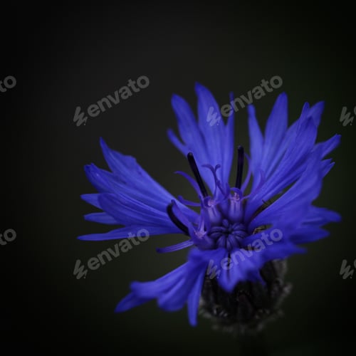 Preview: blue cornflower
