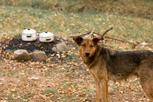 Preview: A dog and a campfire place