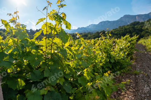 Preview: winery plantations in long rows on the mountains and hills