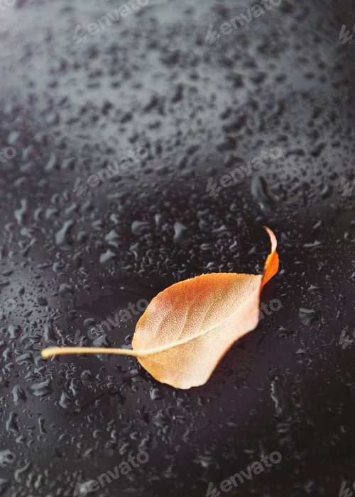 Preview: One yellow fallen leaf on wet dark background