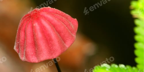 Preview: Wild Mushroom, Amazonia, Ecuador