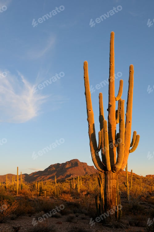 Preview: Saguaro Cactus (Carnegiea gigantean), Organ Pipe Cactus National Monument, Arizona