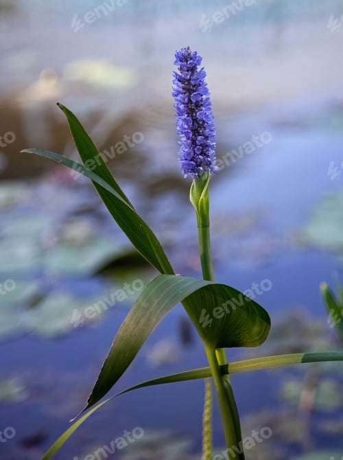 Preview: Closeup shot of a purple pickerelweed