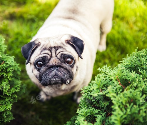 Preview: Close-up of Pug on the green grass in the garden