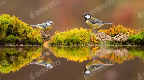 Preview: Great tit and eurasian blue tit standing on pond in fall