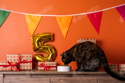 Preview: Cat Celebrates Fifth Birthday with Presents and Food