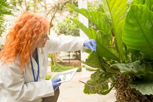 Preview: Scientist examining plants using a digital tablet