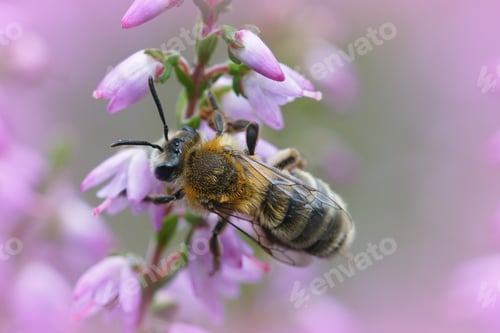 Preview: Closeup shot of a Heather mining bee pollinating on a white flower
