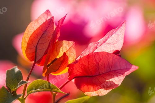 Preview: Abstract pink floral macro background,