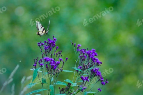Preview: Yellow butterfly fluttering above purple blooms and bushes against a green backdrop