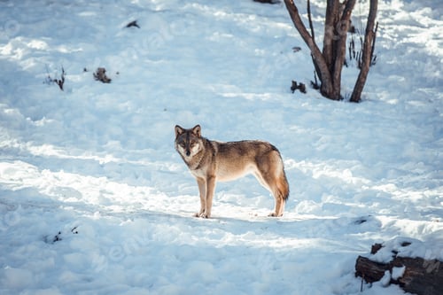 Preview: Wolf on hill near stones and snow