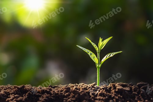 Preview: plant growth in farm with sunlight background. agriculture seeding growing step concept