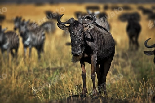 Preview: Group of buffalos in Masai Mara, Kenya