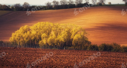 Preview: Blooming trees against fields at sunset in spring