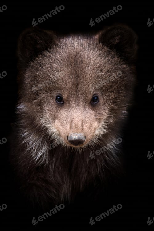 Preview: Portrait of a young brown bear cub