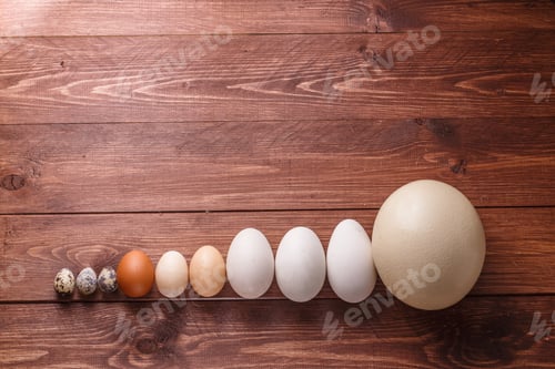 Preview: Differet size eggs from different birds