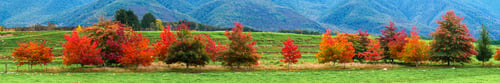 Preview: Panoramic Photo of Red Autumn Tress in the Canterbury Region of South Island, New Zealand