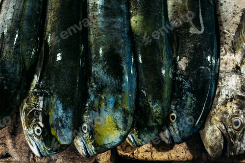 Preview: The market for marine fish. Street market. Sale of fresh fish. Freshly caught fish. Fish shop