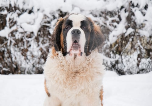 Preview: Portrait of saint bernard adult dog walking outdoos in winter day
