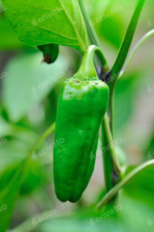 Preview: Growing green pepper close up (Capsicum annuum)