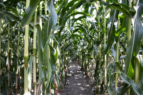 Preview: Natural background with growing leaves of corn.
