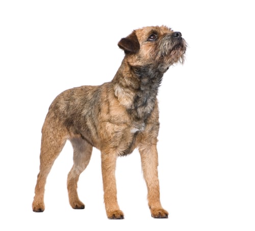 Preview: Border terrier