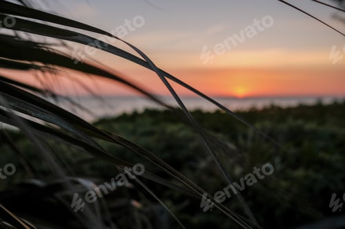 Preview: Through the palms