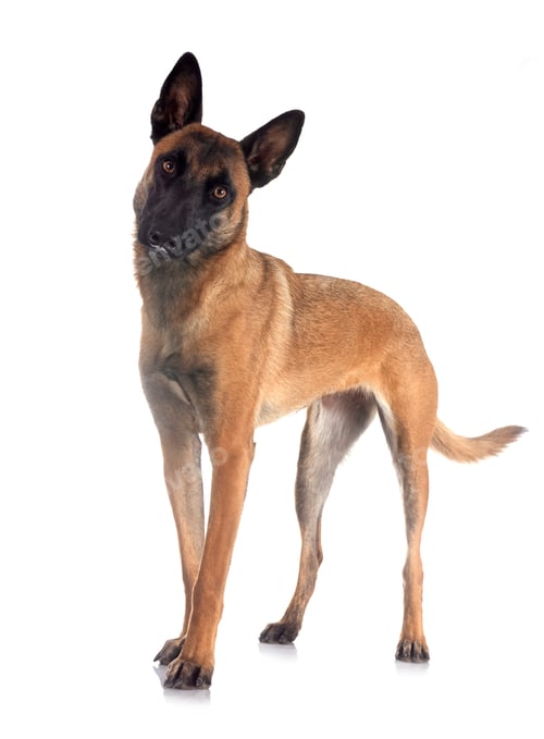 Preview: malinois in studio