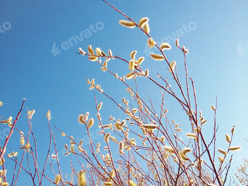 Preview: Spring's messengers