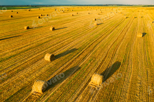 Preview: Aerial View Of Summer Hay Rolls Straw Field Landscape In Evening. Haystack, Hay Roll in Sunrise Time