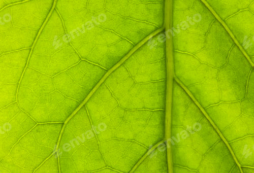 Preview: Green leaf background