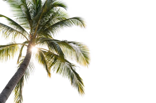 Preview: Coconut palm tree with sun light isolated on white background