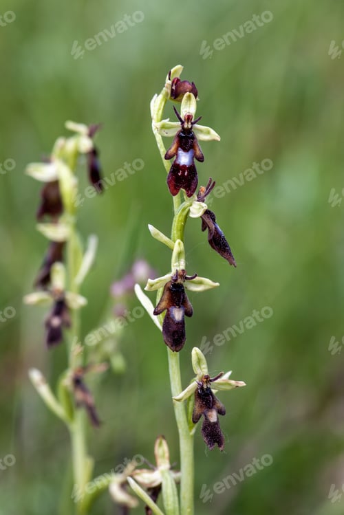 Preview: Vertical selective focus shot of the Ophrys insectifera flowering plant