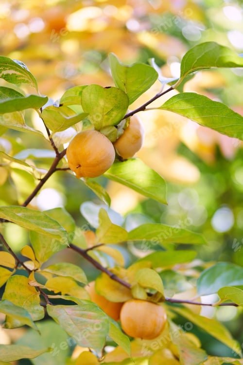 Preview: Juicy persimmon grows on yellowing branches in the orchard